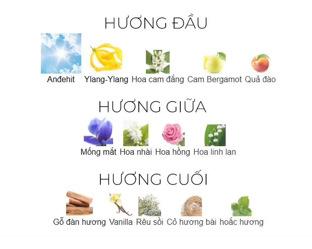 Các nốt hương No.5 EDP