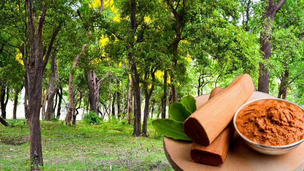 Nước hoa mùi gỗ đàn hương có mùi gì