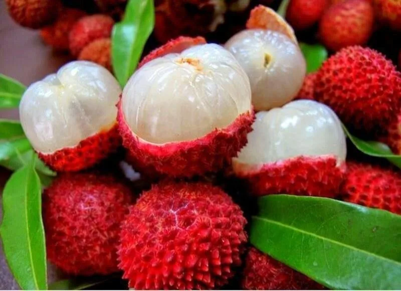 trái vải