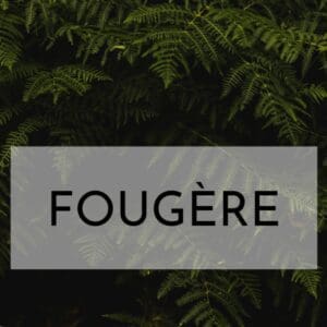 Aromatic Fougere